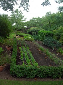 gradina-de-legume-cu-salata