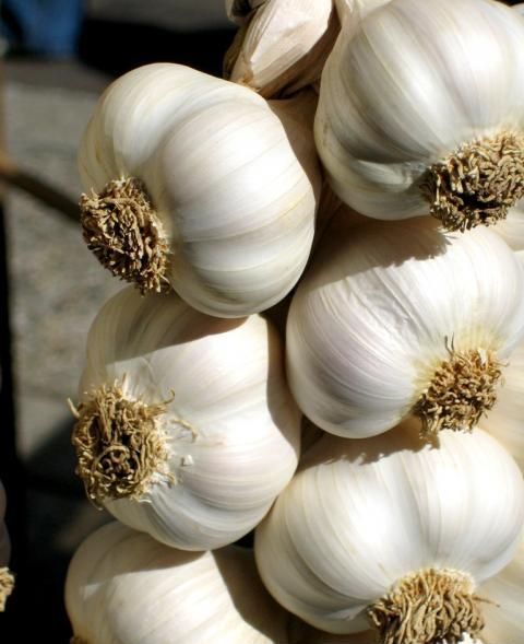 Liber la solicitarea subvenției la usturoi usturoi