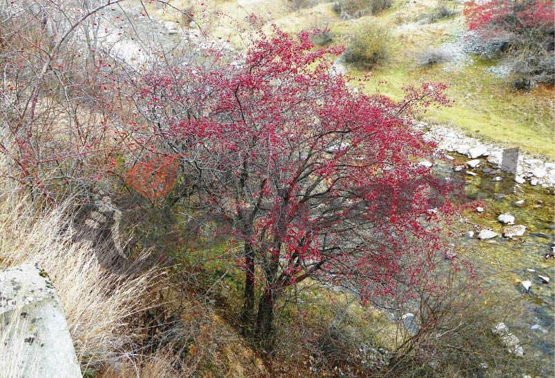 Pledoarie pentru fructele pădurii