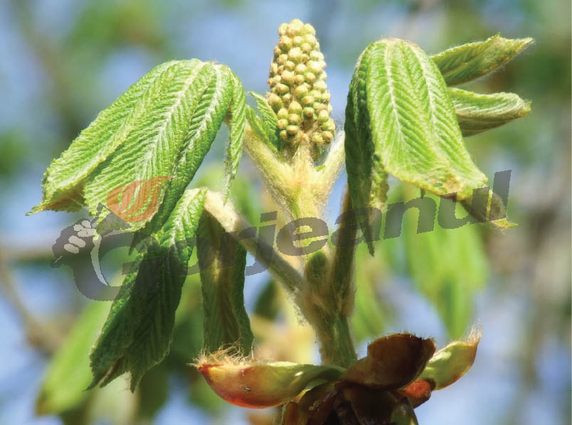 “OLTENIA ETERNA TERRA NOVA” – Un superlativ naţional – Pădurea de castani comestibili de la Topeşti