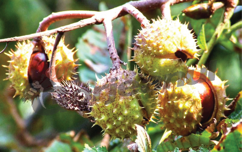 Castanii din Tismana, salvaţi cu fonduri europene