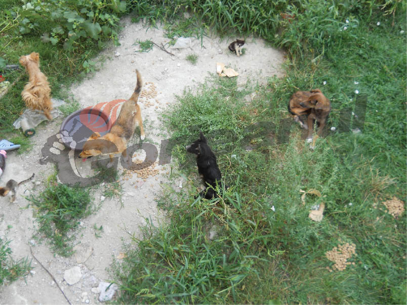 Tinerii care au lovit câinele cu un bolţar au primit SUP