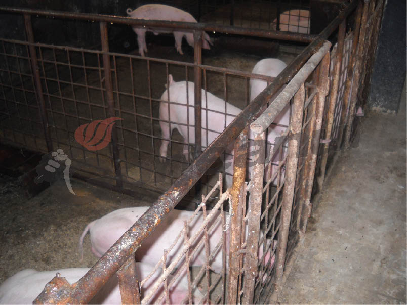 Gura Târgului – Mor porcii pe capete la GAZ-ul închisorii din Târgu-Jiu