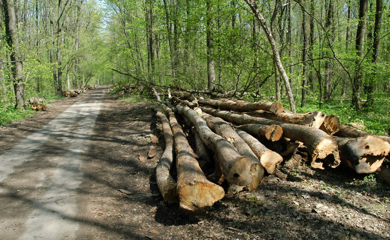 Prinşi în flagrant la furat de lemne