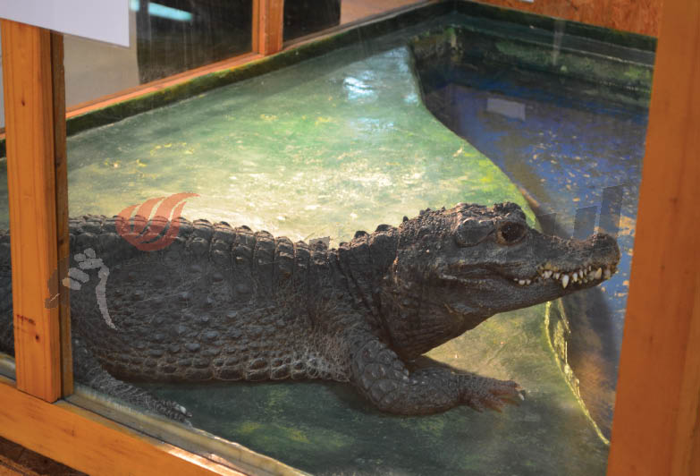 Expoziţia de reptile vii, vizitată de puţini gorjeni