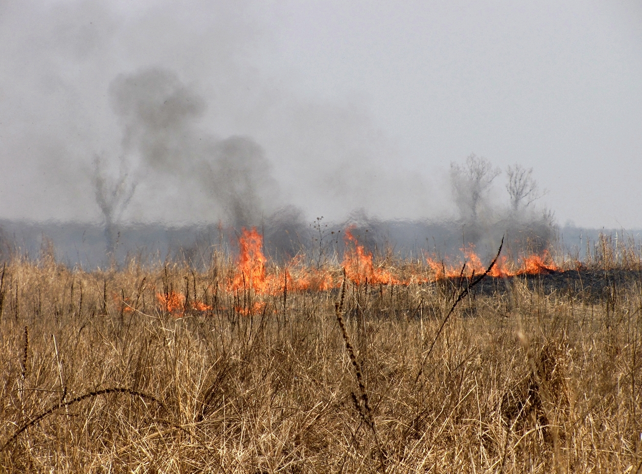 Arderi de vegetaţie uscată în luna ianuarie!