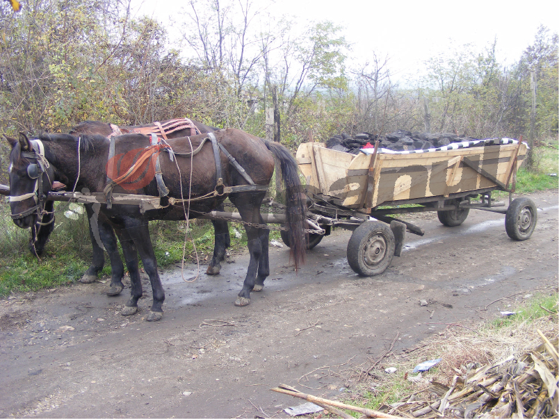 Prins la furat de cărbune