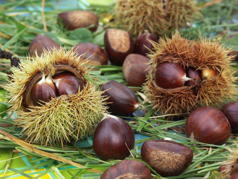 KONICA MINOLTA DIGITAL CAMERA