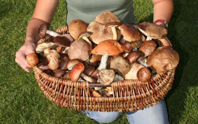 Arestaţi pentru înşelăciune cu ciuperci