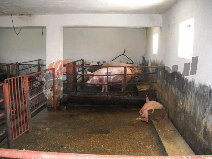 Sămânţă de scandal la Puşcăria Târgu Jiu! Porcii GAZ-ului au dispărut, comandantul şi veterinarul se acuză reciproc de incompetenţă