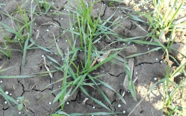 Fertilizarea fazială a cerealelor păioase