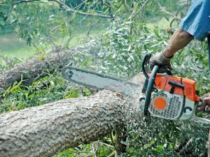 Tânăr cercetat pentru furtul unui arbore