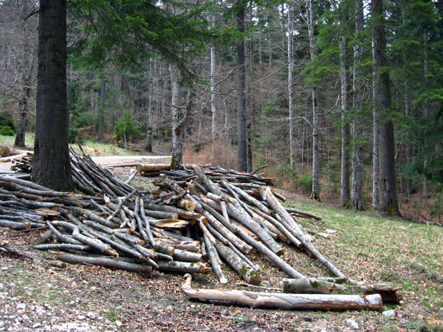 Dosar penal pentru furt de material lemnos