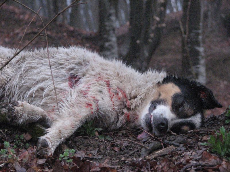 Cercetat penal după ce a împuşcat un câine