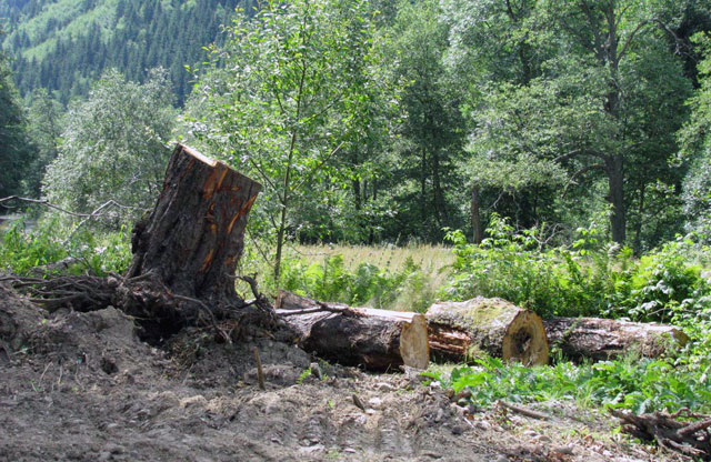 Anchetaţi pentru furt de lemne