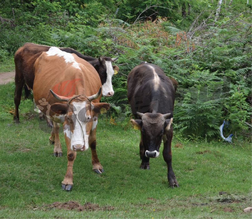 În 2013, Doi gorjeni muşcaţi de vacă