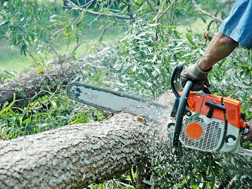 Dosar penal pentru un arbore tăiat ilegal