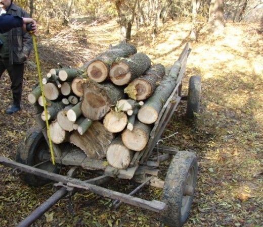 Sexagenar cercetat pentru tăiere ilegală de material lemnos