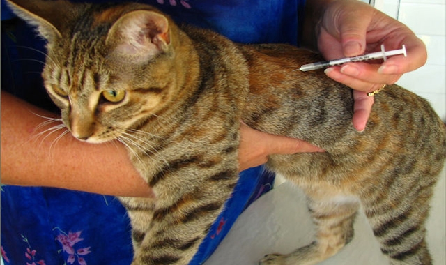 Vulpile, câinii şi pisicile din Gorj, vaccinate contra turbării