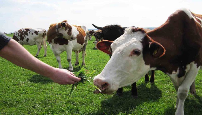 28 octombrie, termen limită pentru crescătorii de bovine