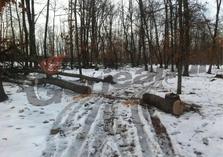 Pădurar de la Ocolul Silvic Cărbuneşti, acuzat că a defrişat masiv pădurea Jupâneşti