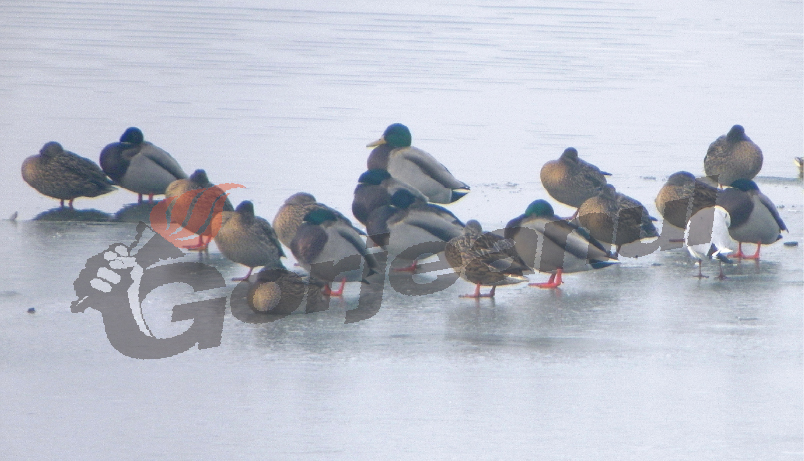 Raţele sălbatice şi pescăruşii poposesc pe Jiu