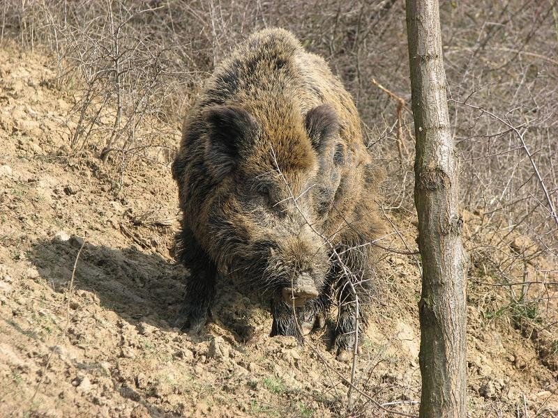 Alertă de pestă porcină africană
