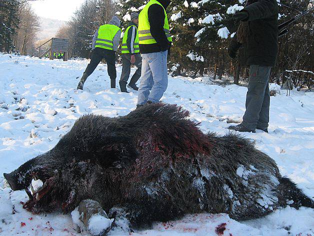 În arest pentru braconarea unui porc mistreţ
