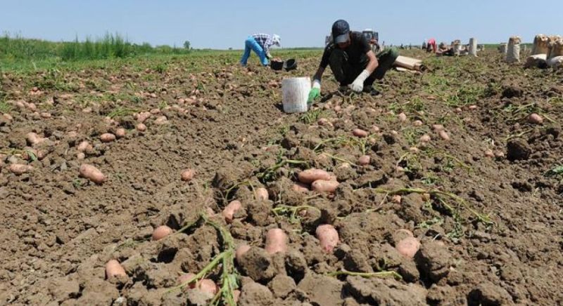 Gorj: Rentierii agricoli se pot prezenta până la 31 august pentru vizarea carnetelor