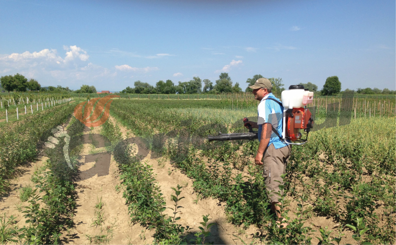 Pomii din pepiniera lui Becheanu din Corneşti, vânduţi masiv pe internet