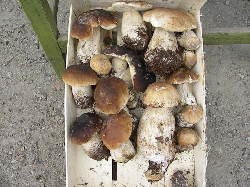 Ciupercile şi fructele de pădure din Godineşti, colectate pentru al cincilea an