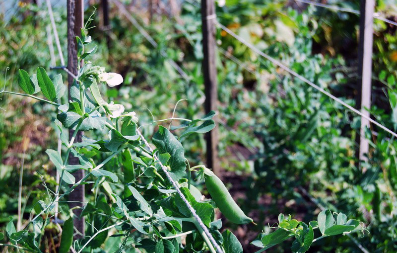 Se caută gorjeni la cules de mazăre, în străinătate