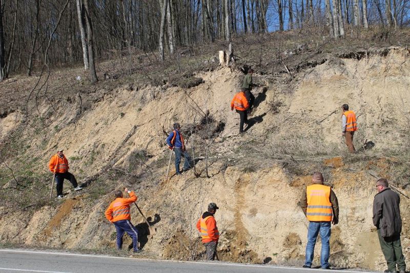 Sute de puieţi de salcâm, plantaţi pe Bujorăscu