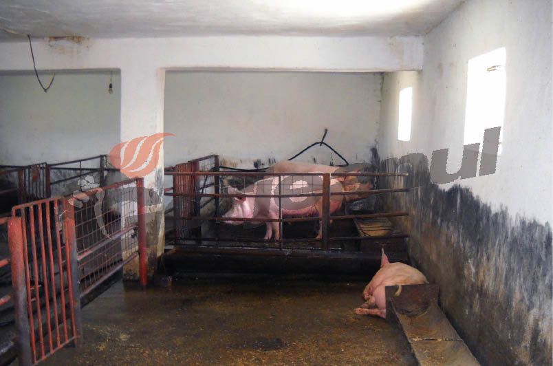 GAZ-ul merge prost, dar deţinuţii nu ţin post: Carne de 2 miliarde, cumpărată la licitaţie