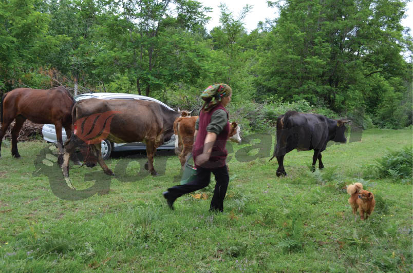 30 mai, termen limită pentru crescătorii de bovine din judeţ