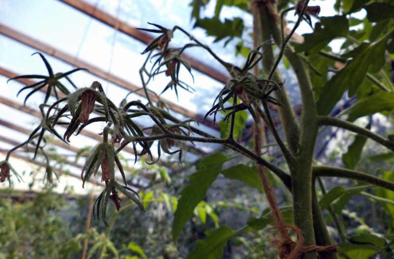 Ploile au afectat roşiile cultivate în gospodăriile gorjenilor