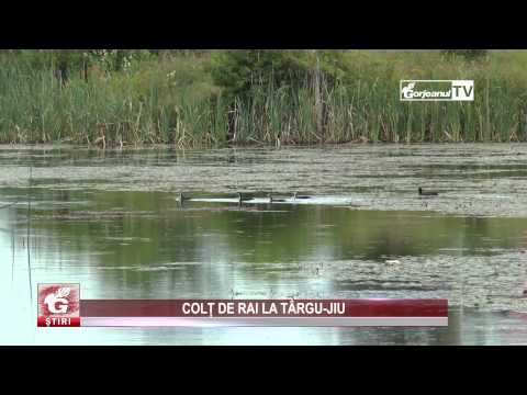 COLȚ DE RAI LA TÂRGU-JIU