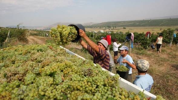 Locuri de muncă în domeniul viticulturii