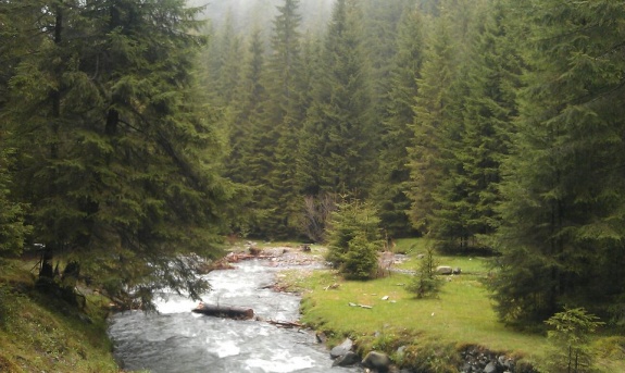 5 iunie – Ziua Mondială a Mediului