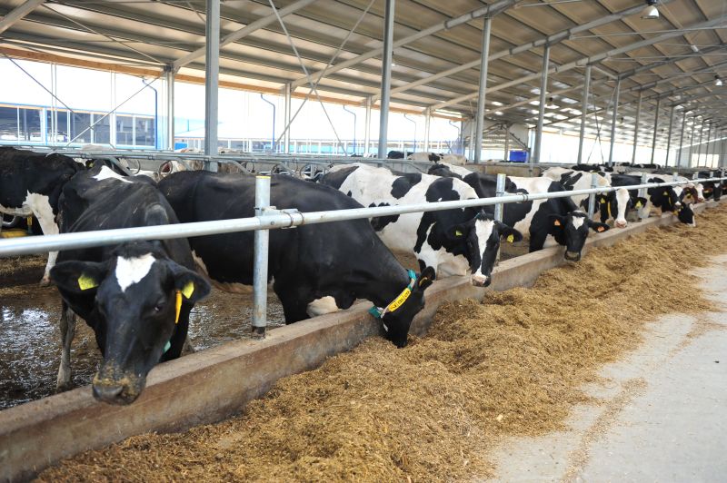 Finalul campaniei de depunere a cererilor de ajutor în zootehnie