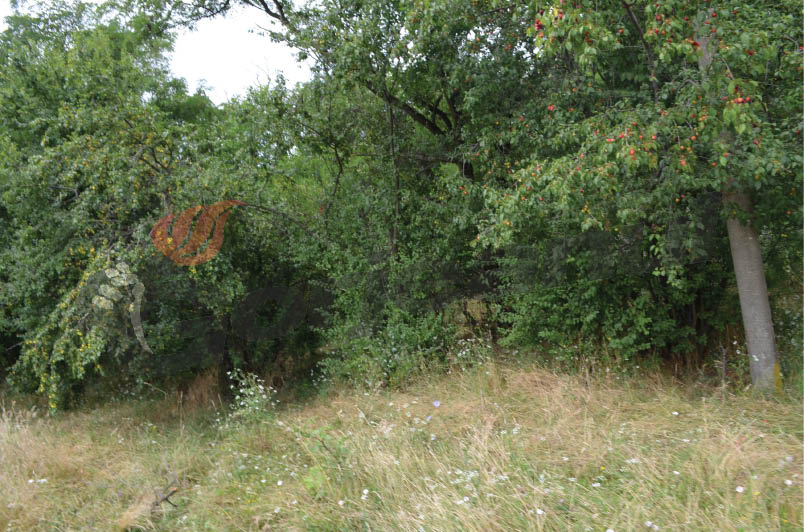 Morega cere anchetă guvernamentală pentru lemnul furat din pădurile Gorjului