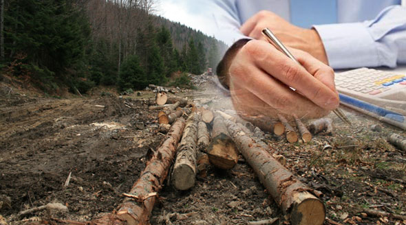 Dosar penal pentru tăiere ilegală de material lemnos, fals material în înscrisuri oficiale şi uz de fals