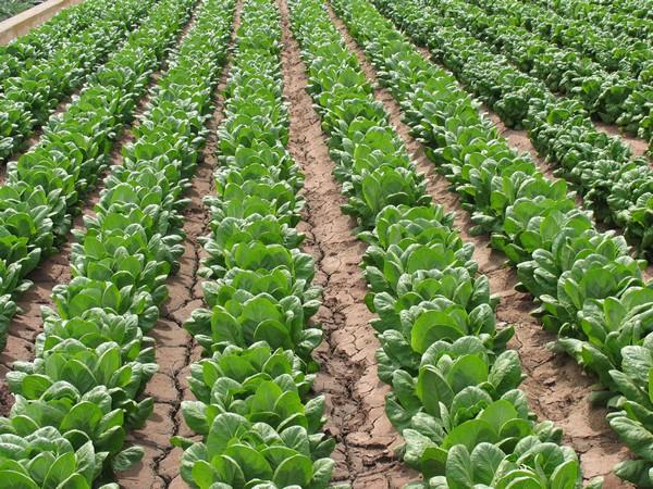 Agricultura ecologică – primii paşi (II)