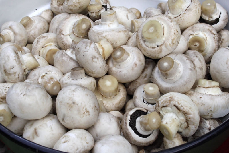 Gorjenii sunt sfătuiţi să consume ciuperci din magazine