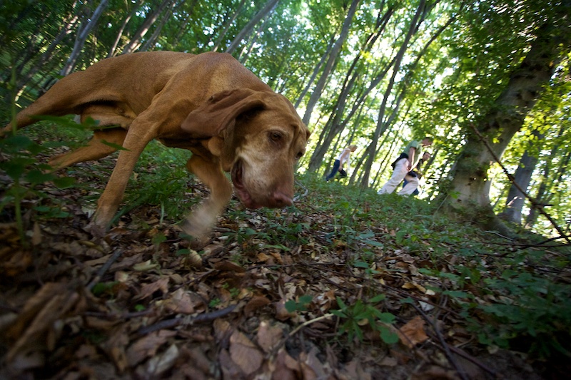 trufe, padure, directia silvica