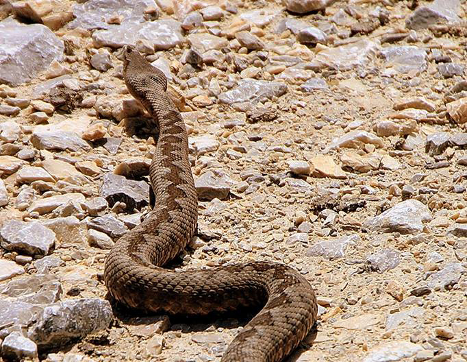 Primul ajutor la victimele viperelor – Pompa de absorbţie a veninului, la îndemâna oricui