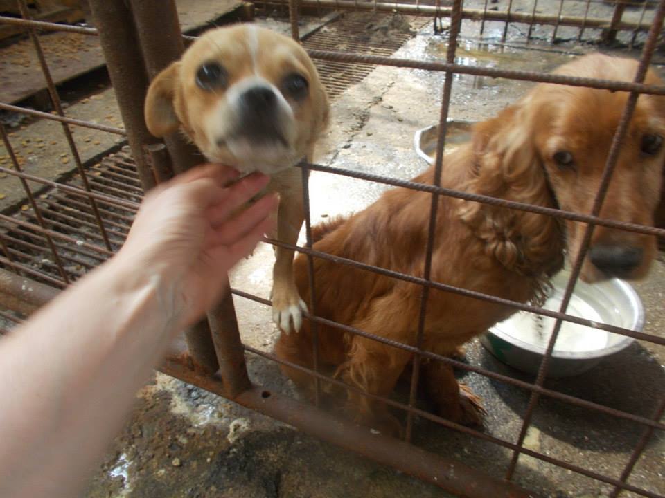 700 de câini de la ”Pro Animals”, aşteaptă să fie adoptaţi