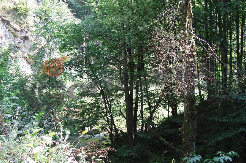 Pădure unică de castani comestibili la Topeşti