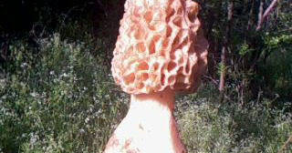 Italienii se dau în vânt după zbârciogii din Gorj