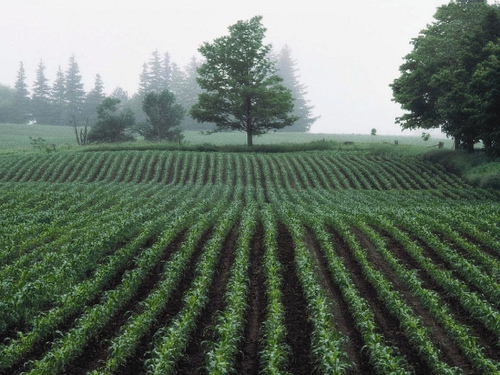 Agricultura ecologică (III)